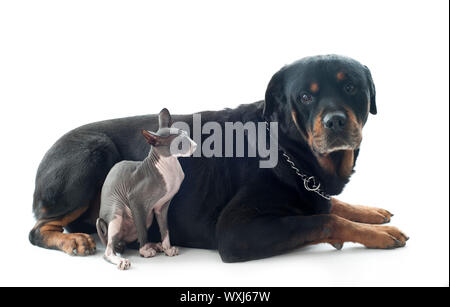Wunderschöne reinrassige sphynx Katze und Rottweiler vor weißem Hintergrund Stockfoto