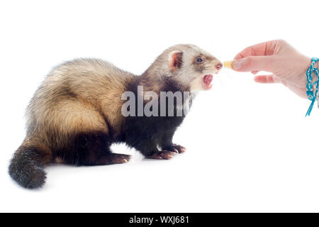 eine männliche Frettchen Fütterung in einer Hand vor weißem Hintergrund Stockfoto