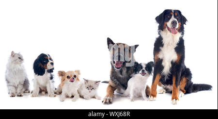 sieben Hunde und Katze vor weißem Hintergrund Stockfoto