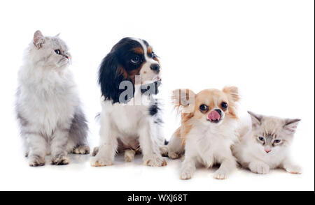 vier Hunde und Katze vor weißem Hintergrund Stockfoto