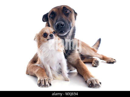 reinrassigen belgischen Schäferhund Malinois und Chihuahua auf weißem Hintergrund Stockfoto