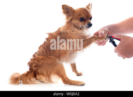 Porträt von einem niedlichen reinrassiger Chihuahua vor weißem Hintergrund Stockfoto