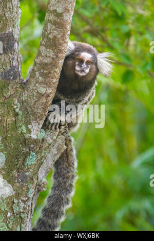 Common marmoset - Callithrix jaccus geführt. Stockfoto