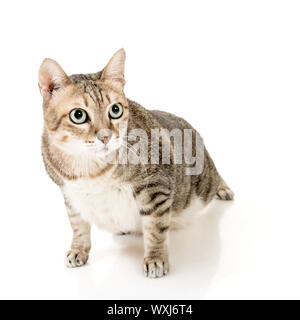 Cute tabby Katze mit neugierig Ausdruck, in voller Länge Porträt auf weißem Hintergrund. Stockfoto