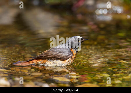 Common Redstart (Phoenicurus phoenicurus). Mann in der Badewanne. Deutschland Stockfoto