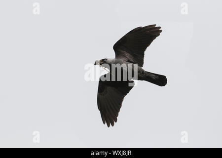 Eurasischen Dohle (Corvus monedula) im Flug, mit Nistmaterial. Deutschland Stockfoto
