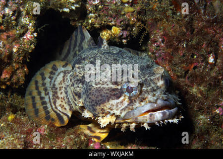 Eine Auster Krötenfisch wartet in seiner Höhle Stockfoto