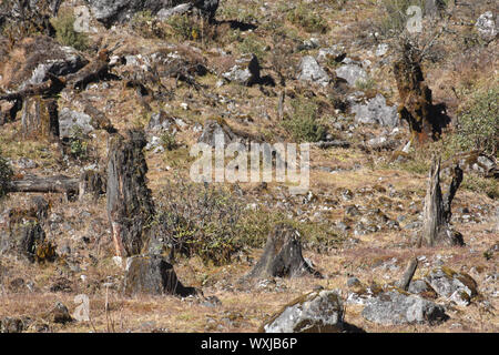 Brennen von baumstümpfen von einem Feuer verbrannt Wald mit Bäumen schnitt unten nach einer wilden Wald Feuer. Naturkatastrophe. Bilder von Amazonas Regenwald Waldbrände in 201 Stockfoto