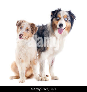 reinrassige australian Shepherds vor weißem Hintergrund Stockfoto