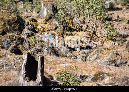 Brennen von baumstümpfen von einem Feuer verbrannt Wald mit Bäumen schnitt unten nach einer wilden Wald Feuer. Naturkatastrophe. Bilder von Amazonas Regenwald Waldbrände in 201 Stockfoto