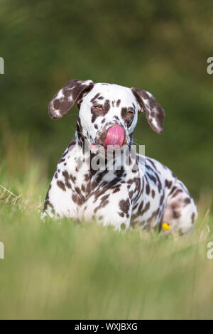 Dalmatiner. Adultlying in Gras, leckte seine Nase. Deutschland Stockfoto