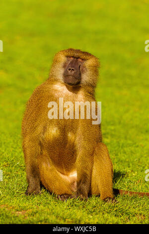 Guinea Baboon (Papio papio) sitzen auf Gras Stockfoto