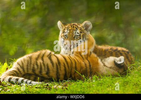 Zwei Amur/Sibirische Tiger Cubs (Panthera tigris Altaica) zusammen spielen Stockfoto