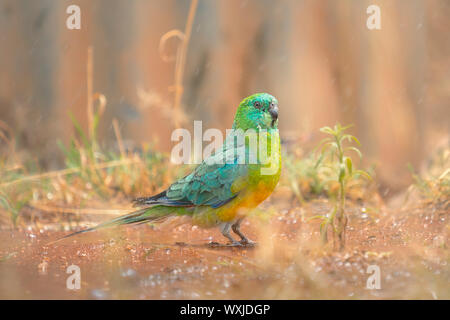 Männlich red-rumped Papagei (Psephotus haematonotus) im Regen stehen, Australien Stockfoto