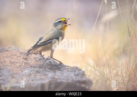 Wild Gestreift pardalote (Pardalotus striatus) Vogel auf einem Felsen, Australien Stockfoto