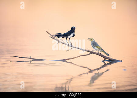 Willie Bachstelze (Rhipidura leucophrys) und Weiß gefiederten honeyeater (Lichenostomus penicillatus) auf eine Zweigniederlassung, die in einem See, Australien Stockfoto