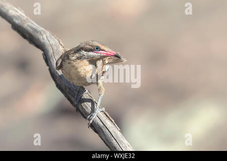 Stachelige ist honeyeater (Acanthagenys rufogularis) auf Ast sitzend, Australien Stockfoto