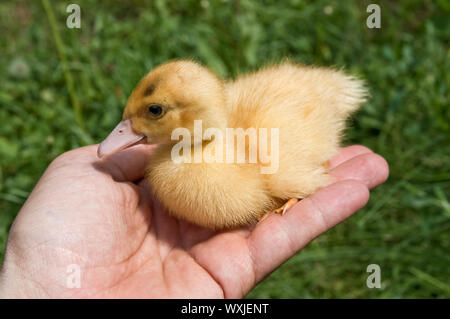 Kleine Ente in der Hand Stockfoto
