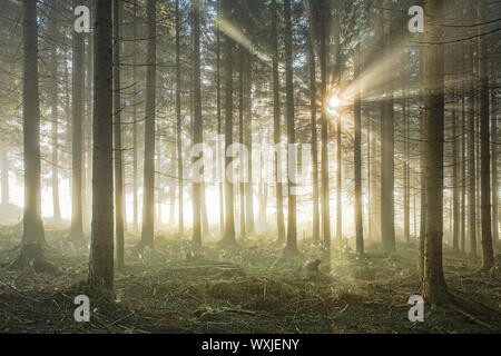 Die Fichte (Picea abies). Wald im Nebel, Schweiz Stockfoto