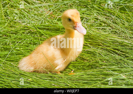 Kleine Ente auf grünem Gras Stockfoto