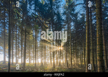 Die Fichte (Picea abies). Wald im Nebel, Schweiz Stockfoto