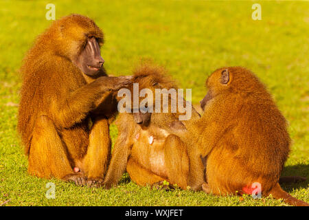 Guinea Baboon (Papio papio) Familie zusammen Pflegen einander Stockfoto