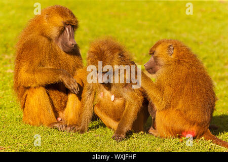 Guinea Baboon (Papio papio) Familie zusammen Pflegen einander Stockfoto