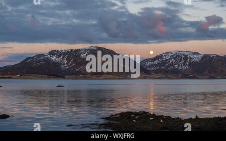 Eiderenten am Strand bei Sonnenuntergang, Lofoten, Nordland, Norwegen Stockfoto