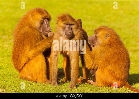 Guinea Baboon (Papio papio) Familie zusammen Pflegen einander Stockfoto