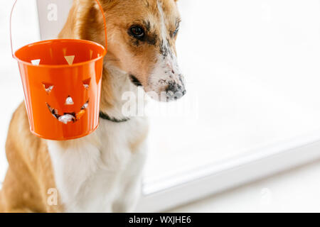 Goldenen Hund und Jack lantern Eimer mit Süßigkeiten Süße, kopieren. Trick oder Konzept behandeln. Happy Halloween. Lustig Welpe mit entzückenden Blick auf Halloween p Stockfoto