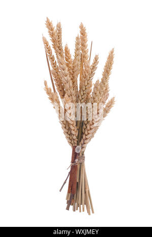 Weizen Zweig auf weißem Hintergrund. Stockfoto