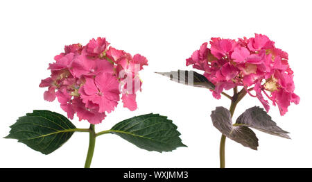 Lacecap-Hortensien (Macrophylla Normalis) isoliert auf weißem Hintergrund. Stockfoto