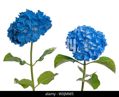 Lacecap-Hortensien (Macrophylla Normalis) isoliert auf weißem Hintergrund. Stockfoto