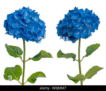 Lacecap-Hortensien (Macrophylla Normalis) isoliert auf weißem Hintergrund. Stockfoto