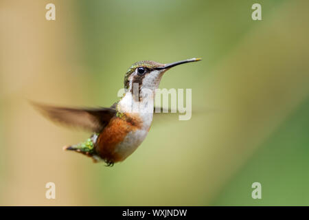 White-bellied Woodstar - Chaetocercus mulsant, schöne farbige winzigen Kolibri von Andinen Pisten von Südamerika, Guango Lodge, Ecuador. Stockfoto