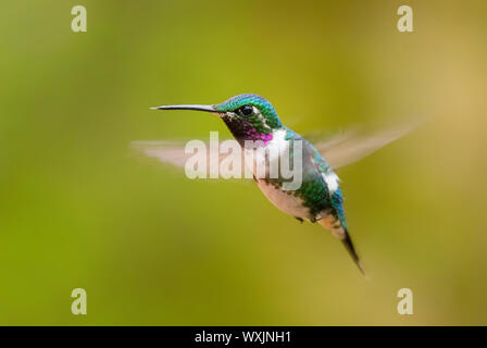 White-bellied Woodstar - Chaetocercus mulsant, schöne farbige winzigen Kolibri von Andinen Pisten von Südamerika, Guango Lodge, Ecuador. Stockfoto