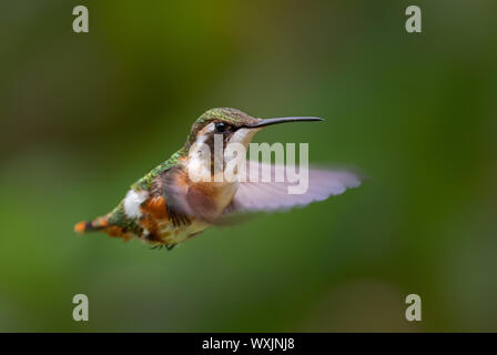 White-bellied Woodstar - Chaetocercus mulsant, schöne farbige winzigen Kolibri von Andinen Pisten von Südamerika, Guango Lodge, Ecuador. Stockfoto