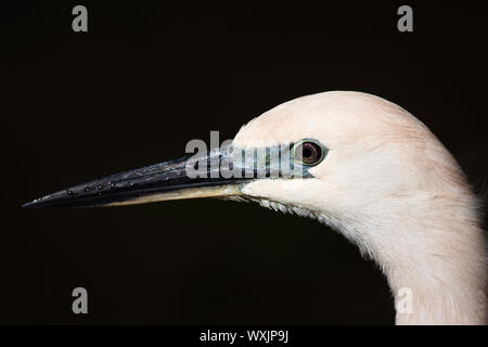 Eine Nahaufnahme eines östlichen Riff Seidenreiher (Egretta sacra) Stockfoto