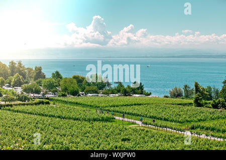 Curtural Landschaft mit Obstplantage in der Nähe von Hagnau am Bodensee (Deutschland) Stockfoto