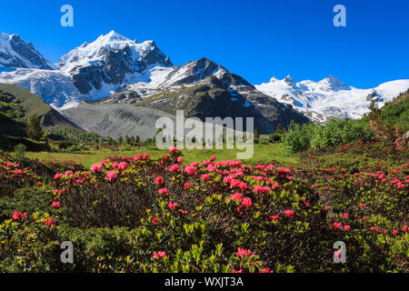 Das Tal Val Roseg mit blühenden Rusty-leaved Alpenrose (Rhododendron ferrugineum) Stockfoto