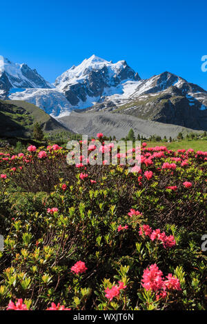Das Tal Val Roseg mit blühenden Rusty-leaved Alpenrose (Rhododendron ferrugineum) Stockfoto