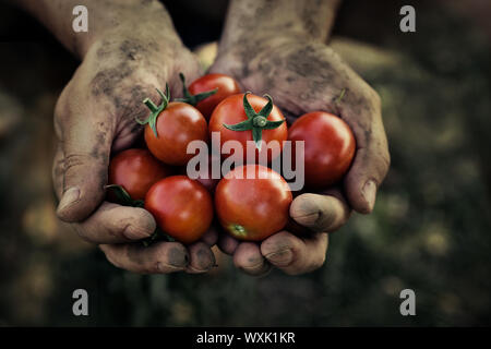 Tomatenernte. Bauern-Hände mit frisch geernteten Tomaten. Stockfoto