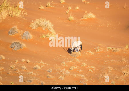 Lonely Oryx Antilopen begrasen auf einem roten Sanddünen in der Namib Wüste, Namib Naukluft Park, Namibia Stockfoto