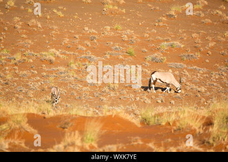 Zwei Oryx Antilopen begrasen auf einem roten Sanddünen in der Namib Wüste, Namib Naukluft Park, Namibia Stockfoto
