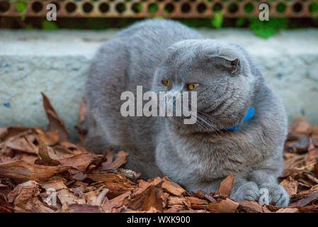 Lop-eared Schottischen Katze, grau mit großen gelben Augen. Stockfoto