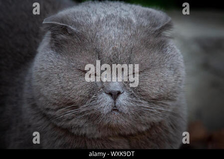 Lop-eared Schottischen Katze, grau mit großen gelben Augen. Stockfoto