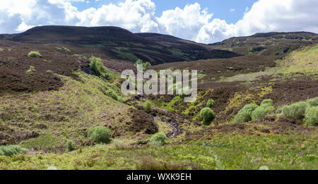 Ländliche Landschaft, Rob Roy, Weise, Schottland, Vereinigtes Königreich Stockfoto