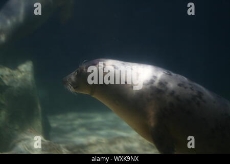 Große Dichtung im Aquarium Nahaufnahme Stockfoto