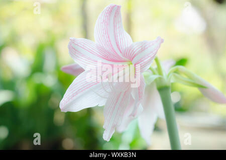 schöne Hippeastrum Johnsonii in der Natur Stockfoto