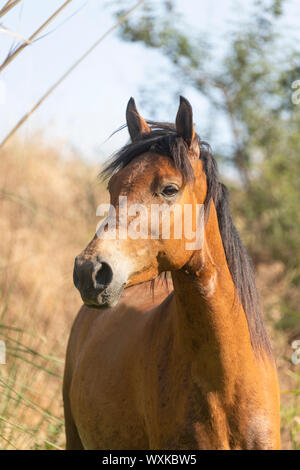 Rahvan Pferd. Portrait des Jugendlichen bay Mare. Türkei Stockfoto